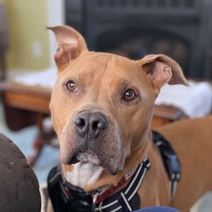 Meet your Posher, Naneriz